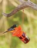 Copper Wire Oriole Feeder Images