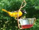 Copper Wire Oriole Feeder Photos