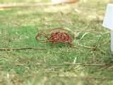 Photos of Copper Wire Hyderabad