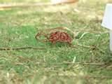 Photos of Copper Wire Hyderabad Photos of Copper Wire Hyderabad