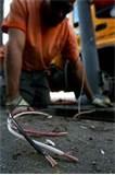 Copper Wire Dealers Pictures Copper Wire Dealers Pictures