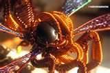 Photos of Copper Wire Dragonfly