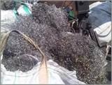 Images of Copper Wire Turning Green