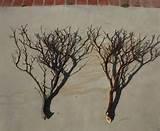 Images of Copper Wire Candle Holders Images of Copper Wire Candle Holders