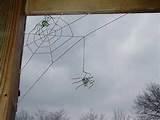 Copper Wire Critters Photos Copper Wire Critters Photos