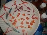 Copper Wire Critters Images Copper Wire Critters Images