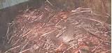 Copper Wire Specifications Pictures Copper Wire Specifications Pictures
