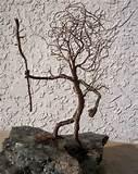 Copper Wire Trees Photos