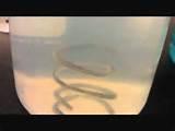 Images of Copper Wire Is Placed In A Solution Of Silver I Nitrate Images of Copper Wire Is Placed In A Solution Of Silver I Nitrate