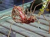 Copper Wire Nz Photos Copper Wire Nz Photos