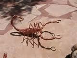 Copper Wire Spiders Images Copper Wire Spiders Images