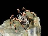 Copper Wire Spiders Pictures Copper Wire Spiders Pictures