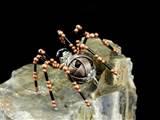 Copper Wire Spiders Pictures